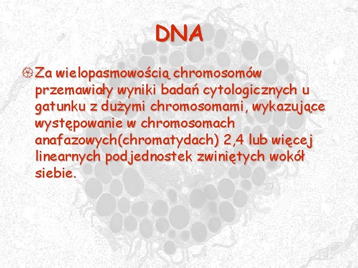 DNA { Za wielopasmowością chromosomów przemawiały wyniki badań cytologicznych u gatunku z dużymi chromosomami,