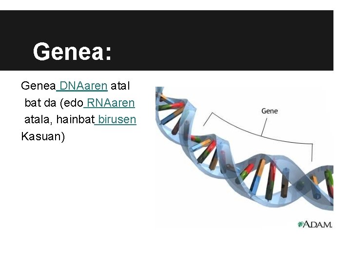 Genea: Genea DNAaren atal bat da (edo RNAaren atala, hainbat birusen Kasuan) Genea: Genea DNAaren atal bat da (edo RNAaren atala, hainbat birusen Kasuan)