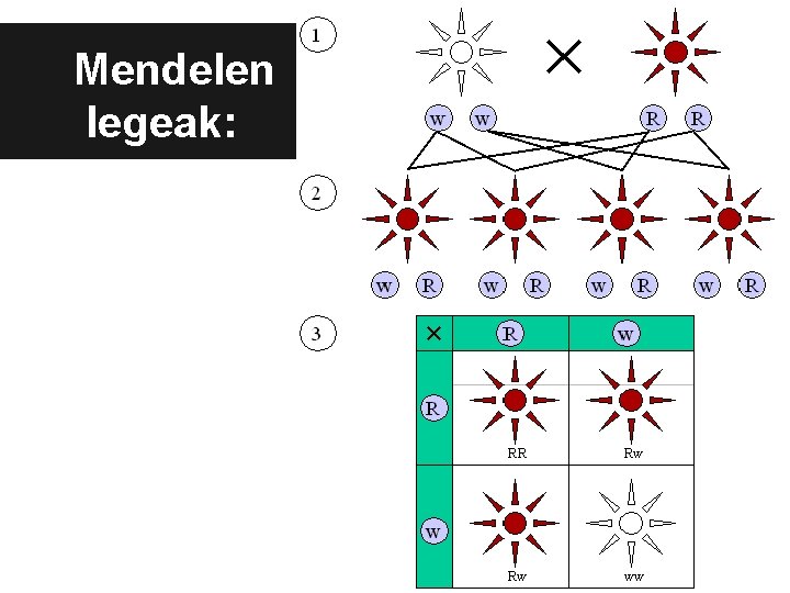 Mendelen legeak: Mendelen legeak: