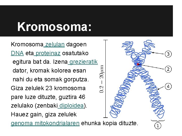 Kromosoma: Kromosoma zelulan dagoen DNA eta proteinaz osatutako egitura bat da. Izena grezieratik dator, Kromosoma: Kromosoma zelulan dagoen DNA eta proteinaz osatutako egitura bat da. Izena grezieratik dator,