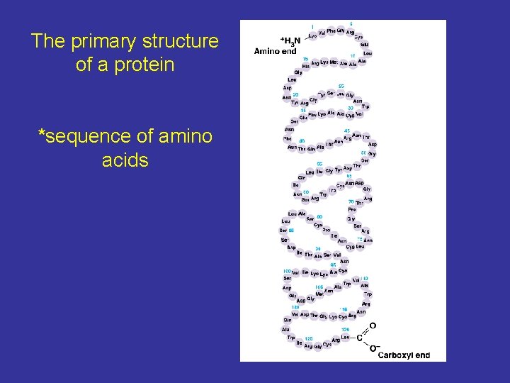 The primary structure of a protein *sequence of amino acids 