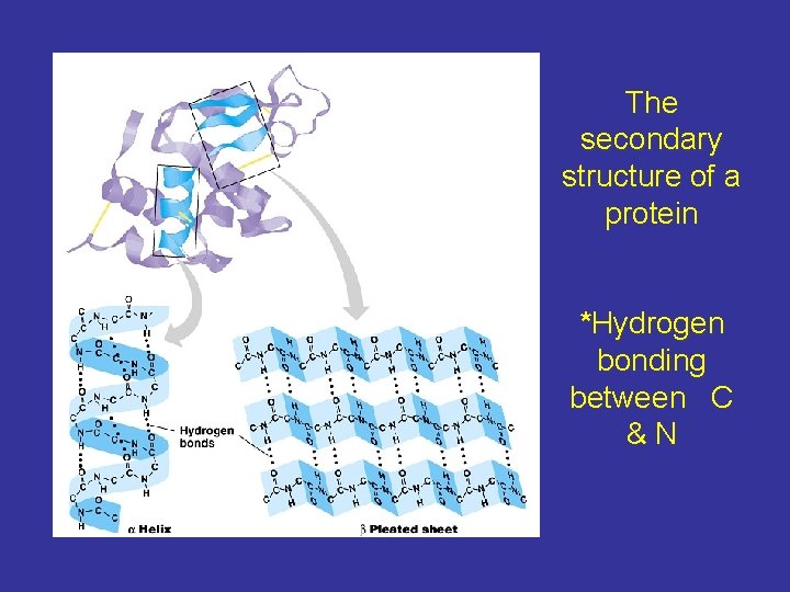 The secondary structure of a protein *Hydrogen bonding between C &N 