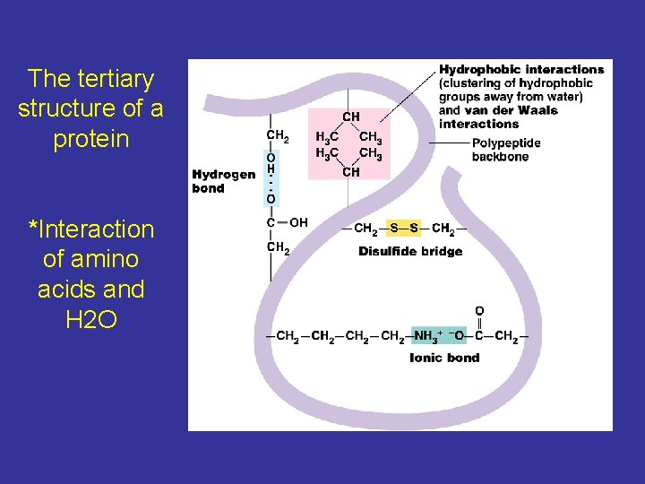 The tertiary structure of a protein *Interaction of amino acids and H 2 O