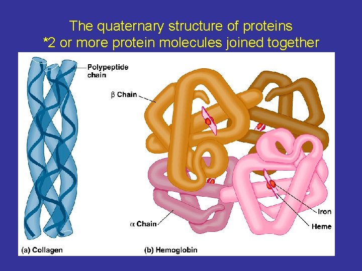 The quaternary structure of proteins *2 or more protein molecules joined together 