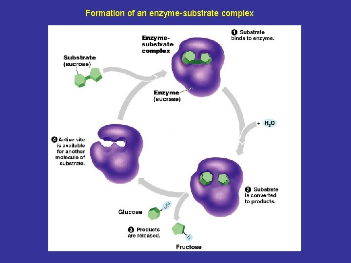 Formation of an enzyme-substrate complex 