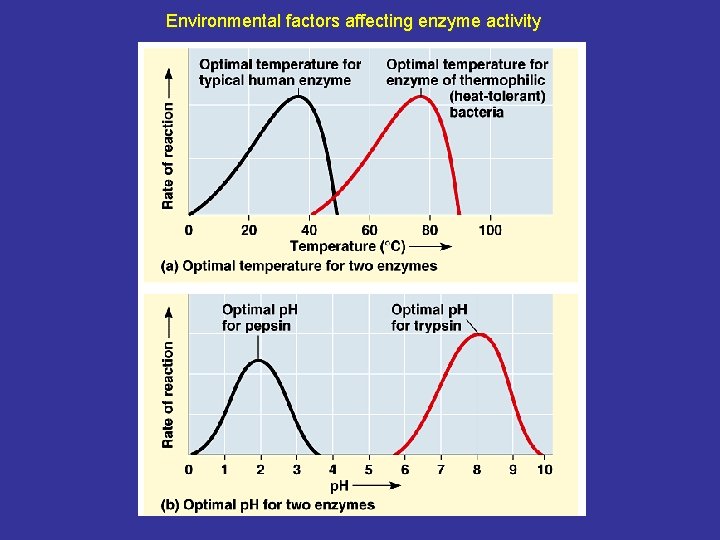 Environmental factors affecting enzyme activity 