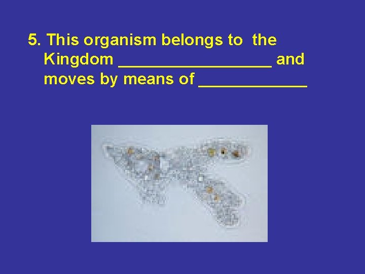 5. This organism belongs to the Kingdom _________ and moves by means of ______