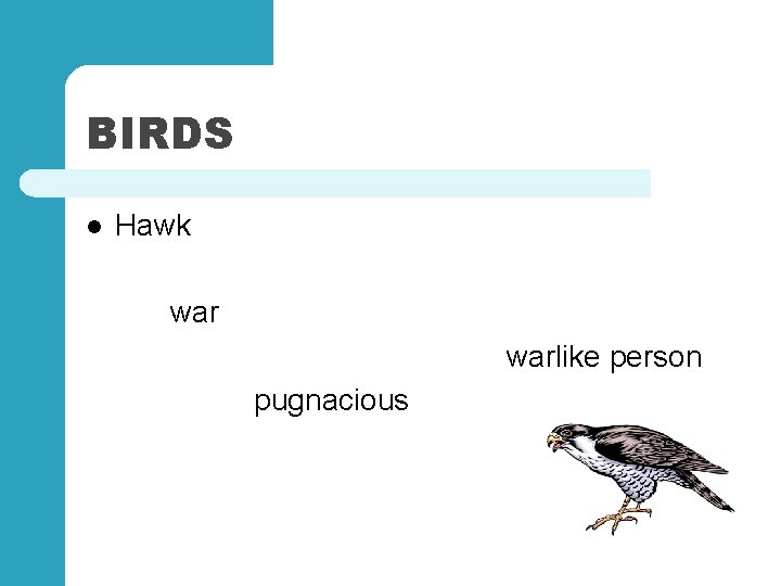 BIRDS l Hawk warlike person pugnacious 