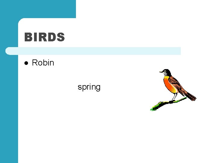 BIRDS l Robin spring 