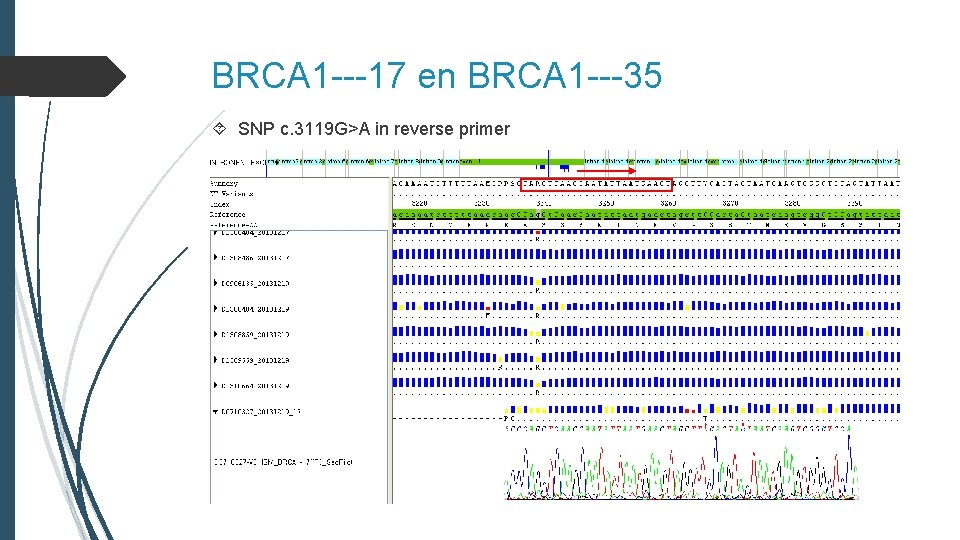 BRCA 1 ---17 en BRCA 1 ---35 SNP c. 3119 G>A in reverse primer