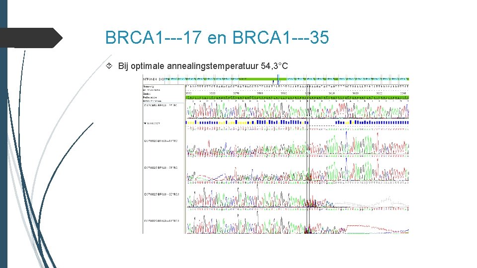 BRCA 1 ---17 en BRCA 1 ---35 Bij optimale annealingstemperatuur 54, 3°C 