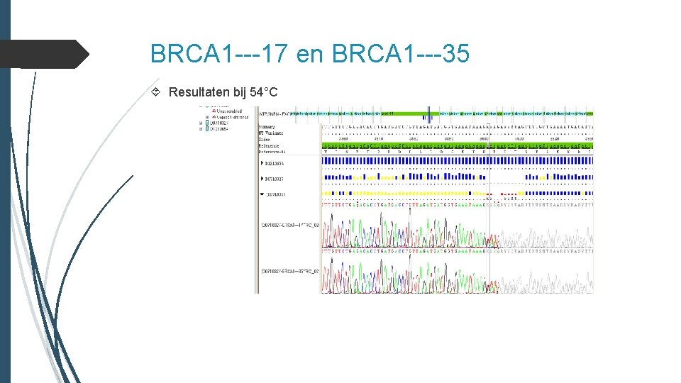 BRCA 1 ---17 en BRCA 1 ---35 Resultaten bij 54°C 
