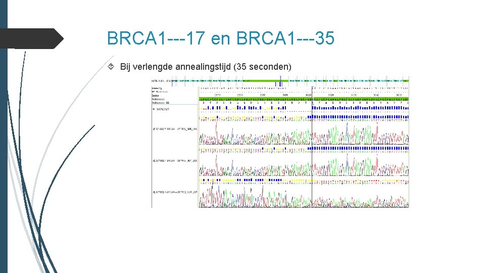 BRCA 1 ---17 en BRCA 1 ---35 Bij verlengde annealingstijd (35 seconden) 