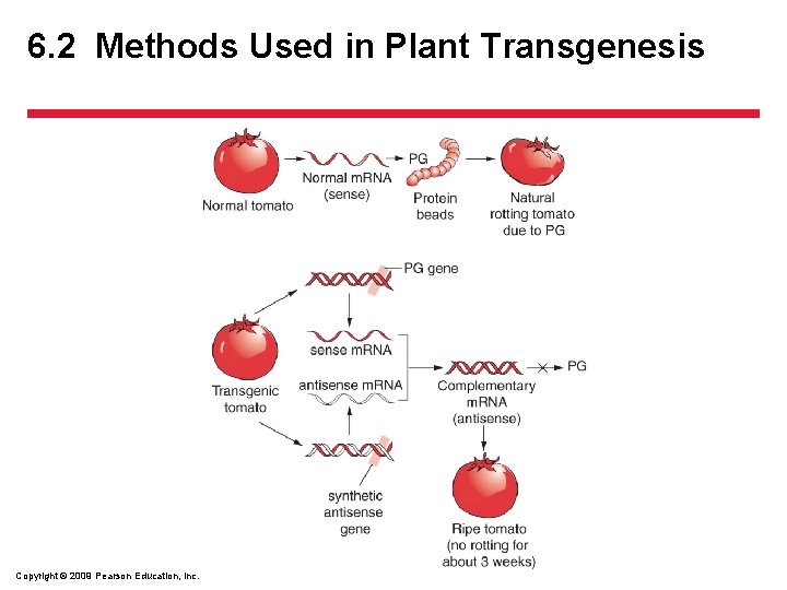6. 2 Methods Used in Plant Transgenesis Copyright © 2009 Pearson Education, Inc. 