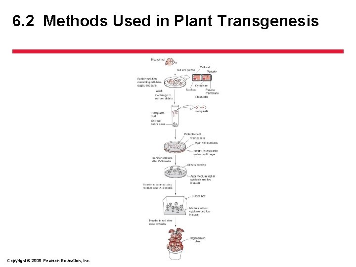 6. 2 Methods Used in Plant Transgenesis Copyright © 2009 Pearson Education, Inc. 
