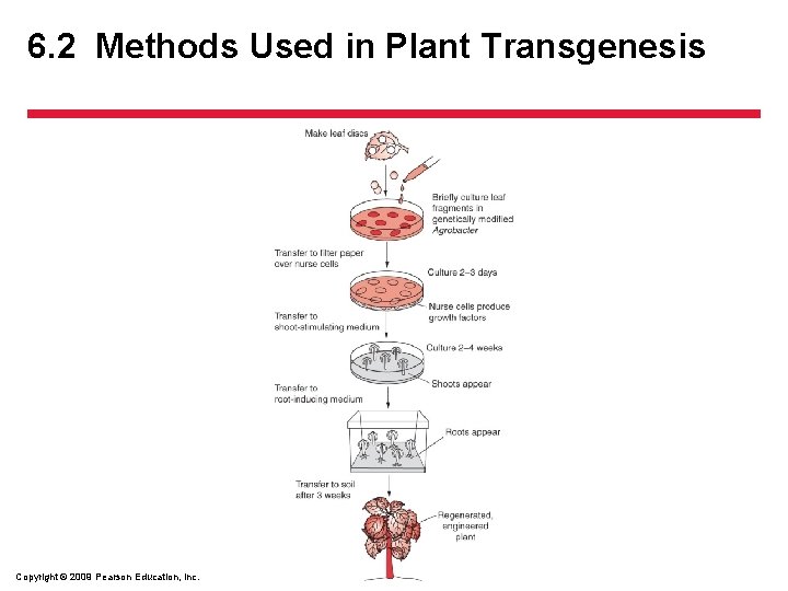 6. 2 Methods Used in Plant Transgenesis Copyright © 2009 Pearson Education, Inc. 