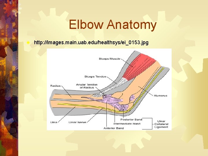 Elbow Anatomy ® http: //images. main. uab. edu/healthsys/ei_0153. jpg 