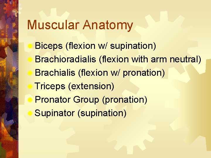 Muscular Anatomy ® Biceps (flexion w/ supination) ® Brachioradialis (flexion with arm neutral) ®
