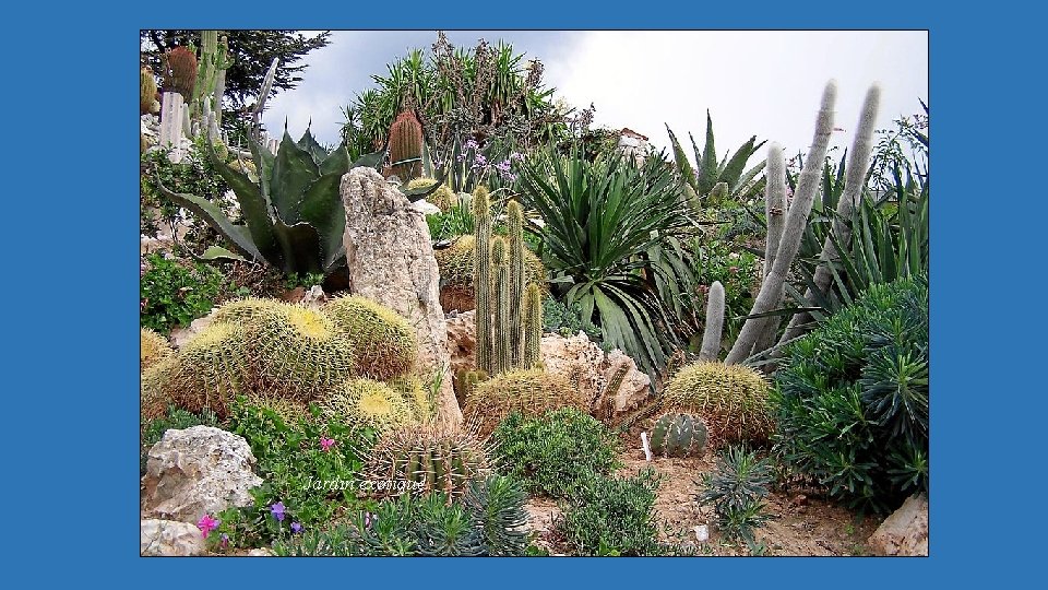 Jardin exotique 