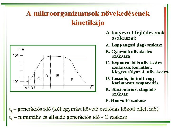 A mikroorganizmusok növekedésének kinetikája A tenyészet fejlődésének szakaszai: A. Lappangási (lag) szakasz B. Gyorsuló