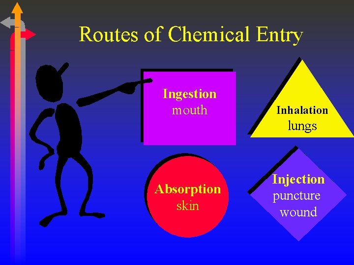 Routes of Chemical Entry Ingestion mouth Inhalation lungs Absorption skin Injection puncture wound 