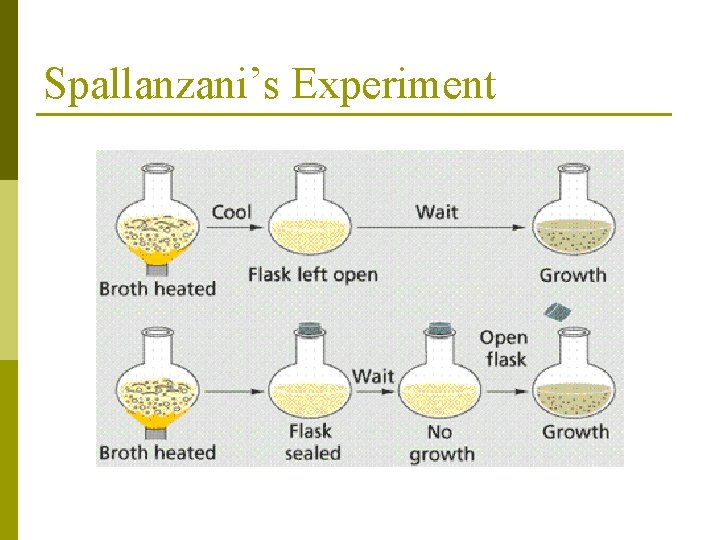 Spallanzani’s Experiment 