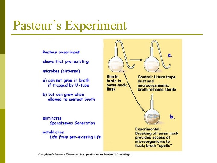 Pasteur’s Experiment 