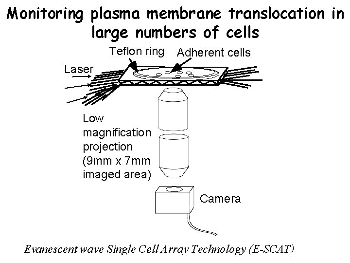 Monitoring plasma membrane translocation in large numbers of cells Teflon ring Adherent cells Laser