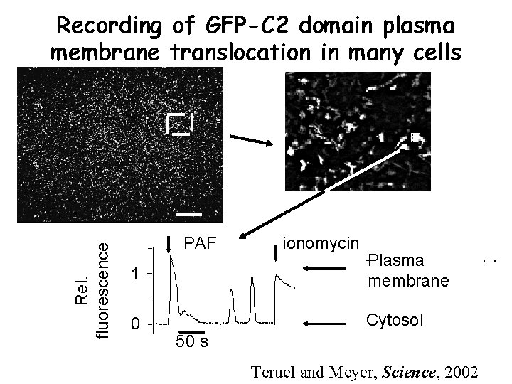 Rel. fluorescence Recording of GFP-C 2 domain plasma membrane translocation in many cells PAF