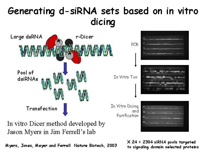 Generating d-si. RNA sets based on in vitro dicing Large ds. RNA r-Dicer *