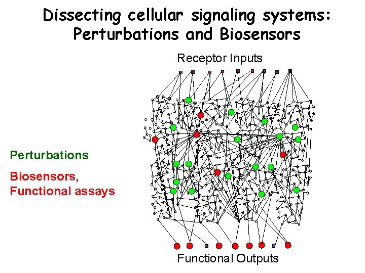 Dissecting cellular signaling systems: Perturbations and Biosensors Receptor Inputs Perturbations Biosensors, Functional assays Functional