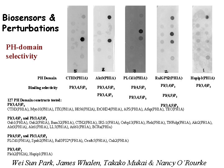 Biosensors & Perturbations PH-domain selectivity PH Domain Binding selectivity CTH 3(PH 1 A) PI(3,