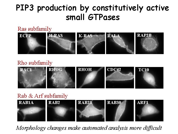 PIP 3 production by constitutively active small GTPases Ras subfamily ECFP H-RAS K-RAS RALA