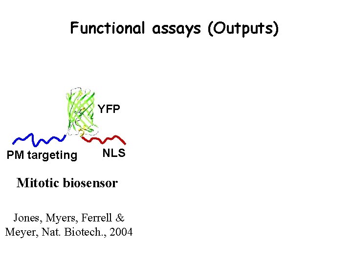 Functional assays (Outputs) YFP PM targeting NLS Mitotic biosensor Jones, Myers, Ferrell & Meyer,