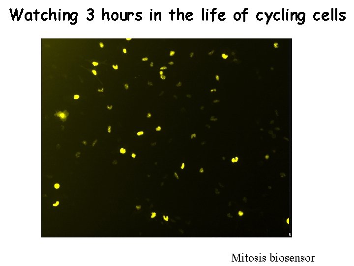 Watching 3 hours in the life of cycling cells Mitosis biosensor 