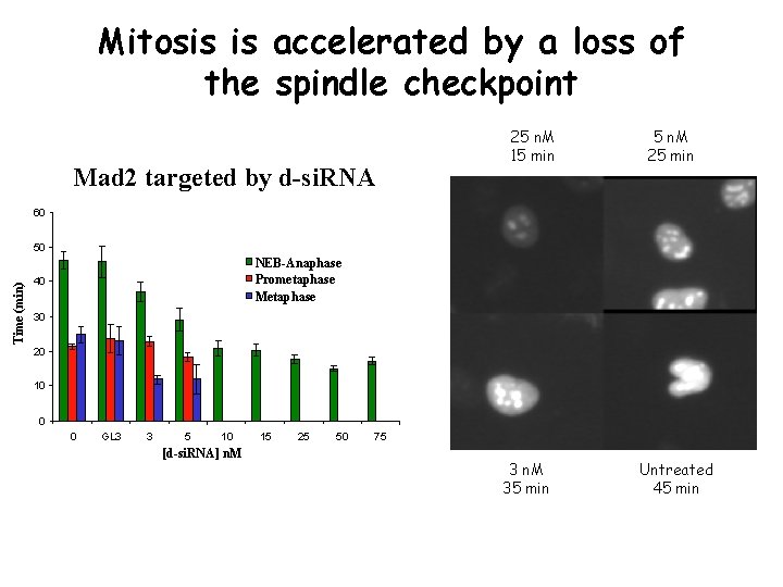 Mitosis is accelerated by a loss of the spindle checkpoint Mad 2 targeted by