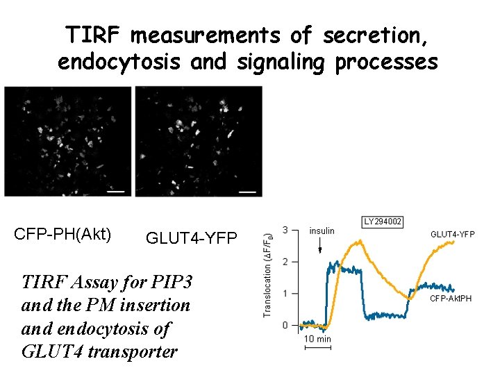 TIRF measurements of secretion, endocytosis and signaling processes CFP-PH(Akt) GLUT 4 -YFP TIRF Assay