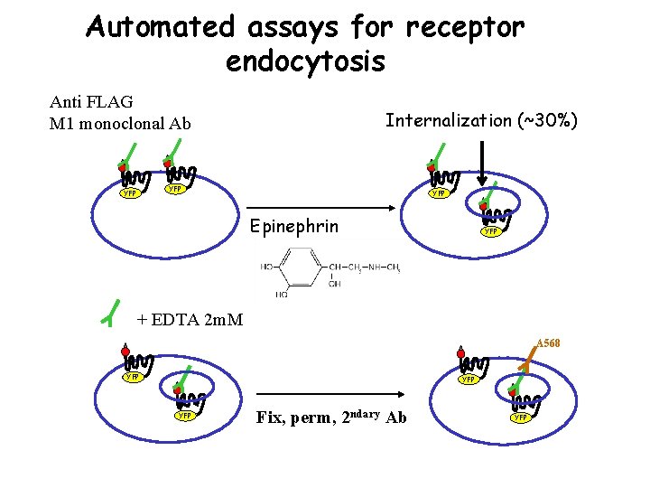 Automated assays for receptor endocytosis Anti FLAG M 1 monoclonal Ab Internalization (~30%) YFP