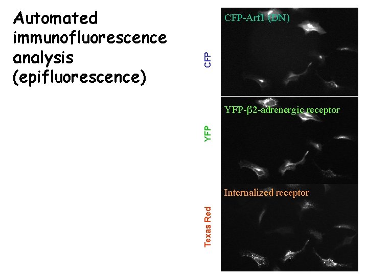 CFP CFP-Arf 1 (DN) YFP-b 2 -adrenergic receptor Internalized receptor Texas Red Automated immunofluorescence