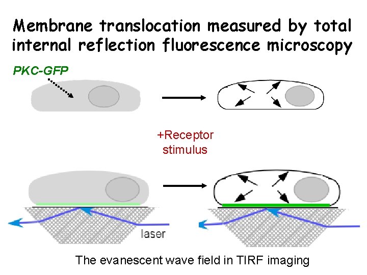 Membrane translocation measured by total internal reflection fluorescence microscopy PKC-GFP +Receptor stimulus The evanescent
