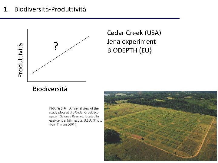 Produttività 1. Biodiversità-Produttività ? Biodiversità Cedar Creek (USA) Jena experiment BIODEPTH (EU) 