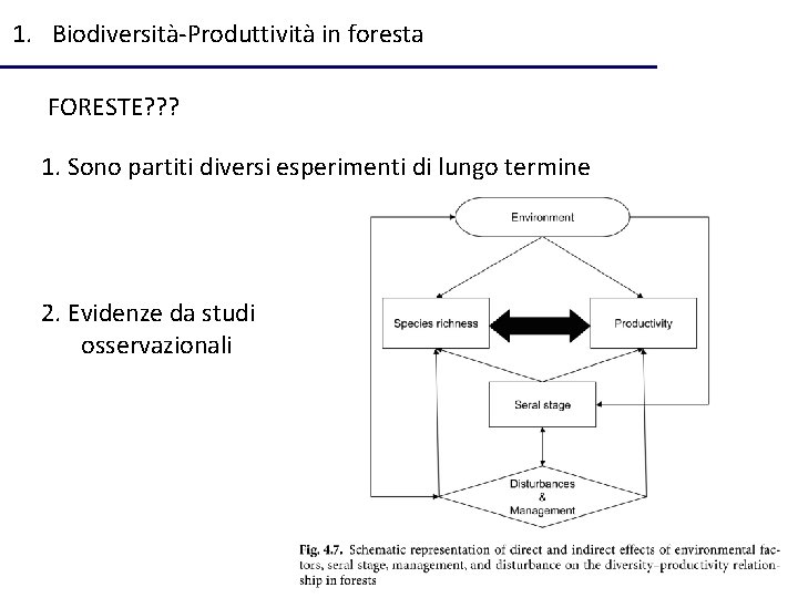 1. Biodiversità-Produttività in foresta FORESTE? ? ? 1. Sono partiti diversi esperimenti di lungo