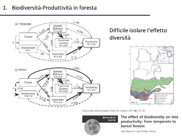 1. Biodiversità-Produttività in foresta Difficile isolare l’effetto diversità 
