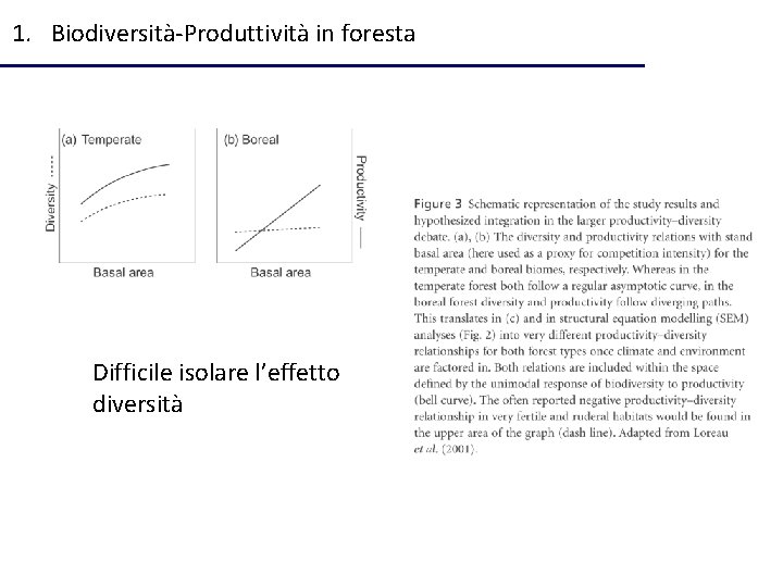 1. Biodiversità-Produttività in foresta Difficile isolare l’effetto diversità 