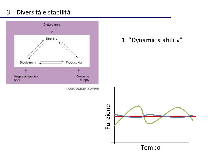 3. Diversità e stabilità Funzione 1. ”Dynamic stability” Tempo 