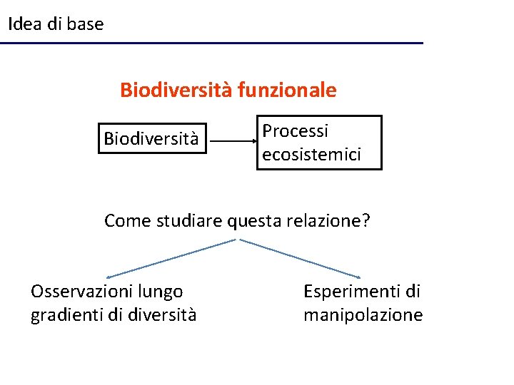 Idea di base Biodiversità funzionale Biodiversità Processi ecosistemici Come studiare questa relazione? Osservazioni lungo