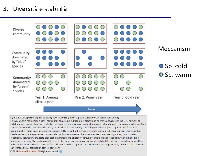 3. Diversità e stabilità Meccanismi Sp. cold Sp. warm 