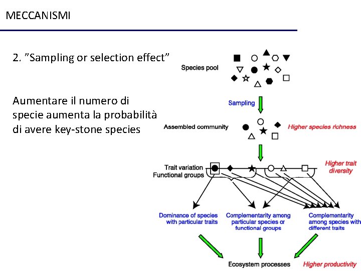 MECCANISMI 2. ”Sampling or selection effect” Aumentare il numero di specie aumenta la probabilità