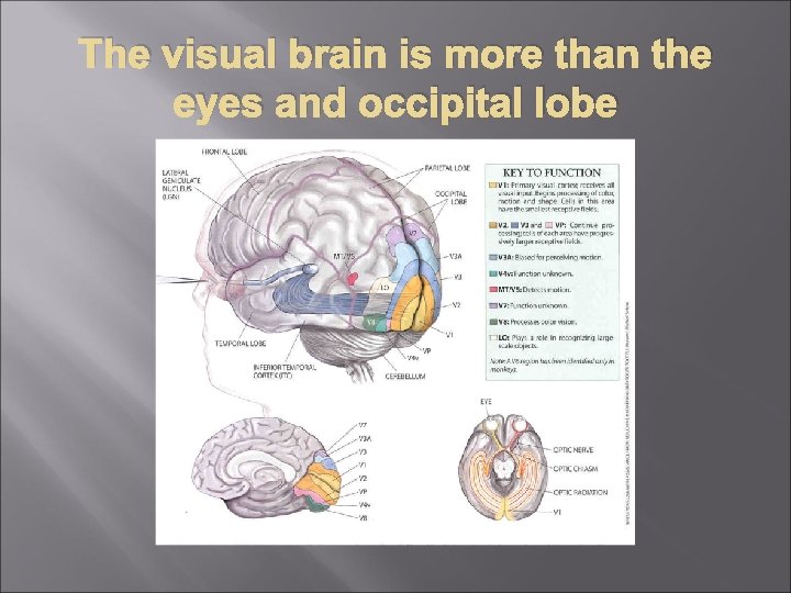 The visual brain is more than the eyes and occipital lobe 