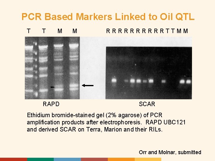 PCR Based Markers Linked to Oil QTL T T M RAPD M RRRRRTTMM SCAR